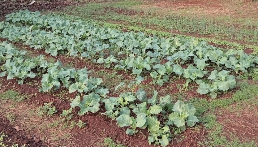 El Municipio misionero de Apóstoles apoya a escuelas con asesoramiento y entrega de plantines de hortalizas