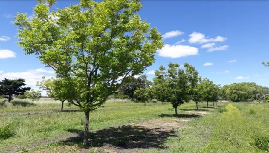 ¿Está conectado con Domingo Faustino Sarmiento?: Un pecán único en la localidad bonaerense de Marcos Paz podría ser clave para el mejoramiento genético