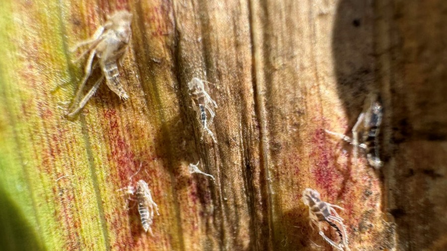 Habilitan más de veinte nuevos productos fitosanitarios para combatir a la chicharrita en maíz