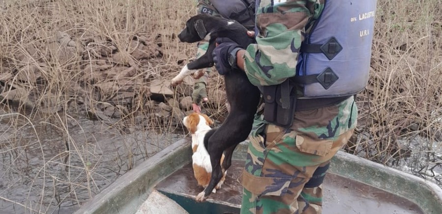 Policías de Medio Ambiente de Misiones rescataron perros abandonados por cazadores furtivos en un islote y destruyeron varios botes de madera