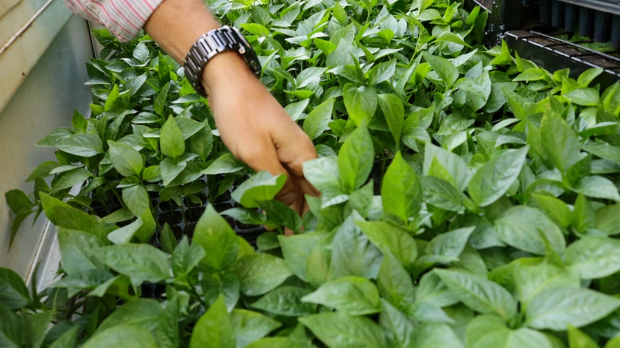 Continúan potenciando las chacras misioneras mediante diversificación productiva en diferentes Municipios