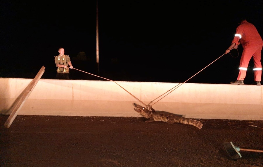 Protección de la fauna: Rescatan a un yacaré que se desplazaba sobre la cinta asfáltica, Personal de Gendarmería Nacional colaboró para resguardar al animal y devolverlo a su hábitat