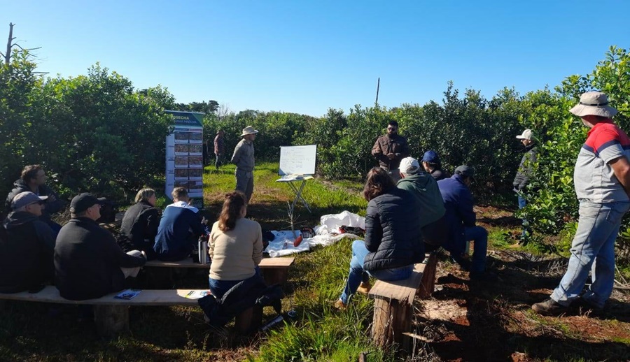 Misiones: Suelo cuidado, árboles y poda de formación para mejorar la productividad