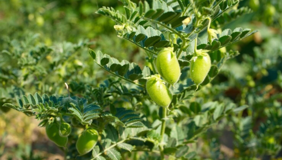 El optimismo también brota en el garbanzo para la nueva campaña
