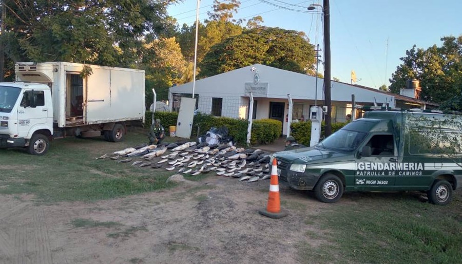 Corrientes: Incautan pescados en un control vial, el conductor del rodado llevaba la mercadería ictícola careciendo de la cadena de frío correspondiente