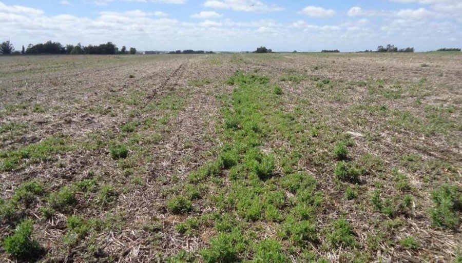 Barbechos de invierno: Tres estrategias para ganarles el partido a las malezas