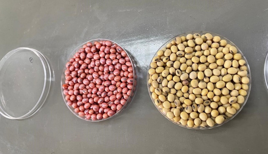 Crece el tratamiento profesional de semillas en soja