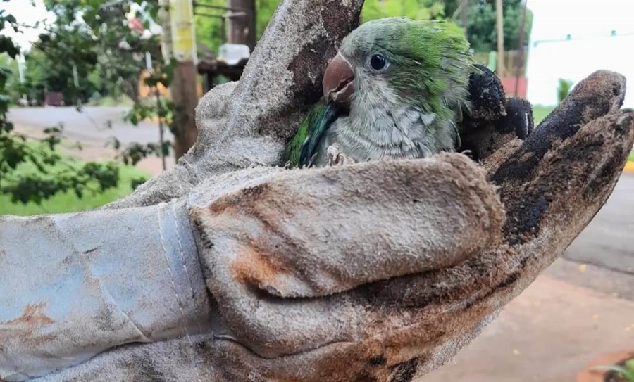 Misiones: la Dirección Defensa del Medio Ambiente Policial rescató un Mono Caí, una Lechuza Campanario y a dos Cotorras que estaba en cautiverio