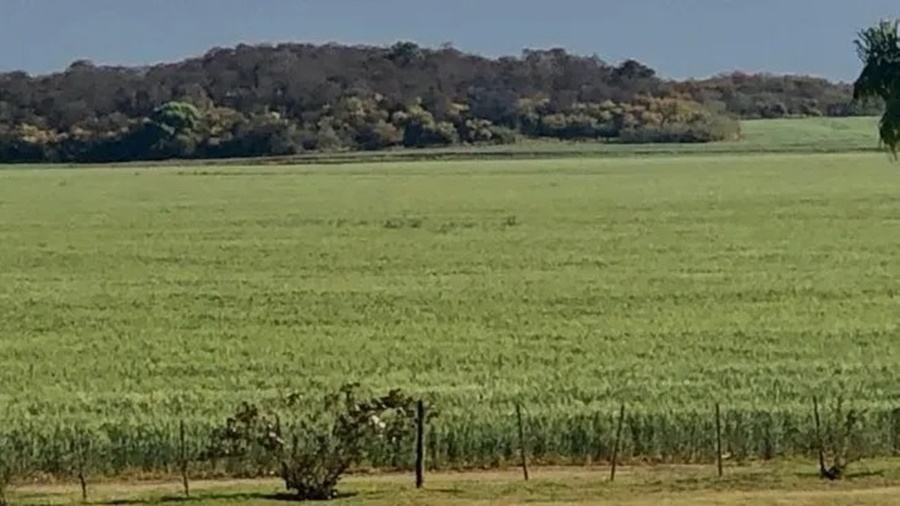 Se renueva la esperanza del sector: El campo que viene en la era Milei