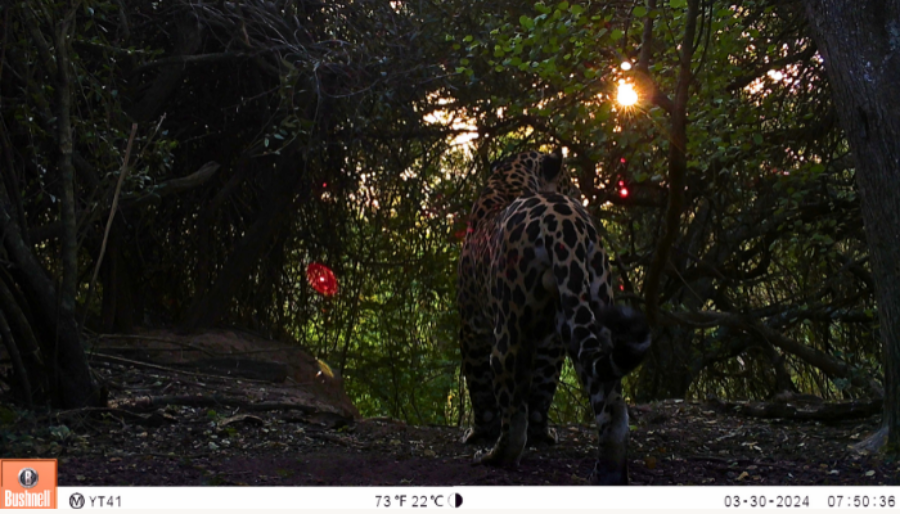 El nuevo yaguareté de Formosa ya tiene nombre