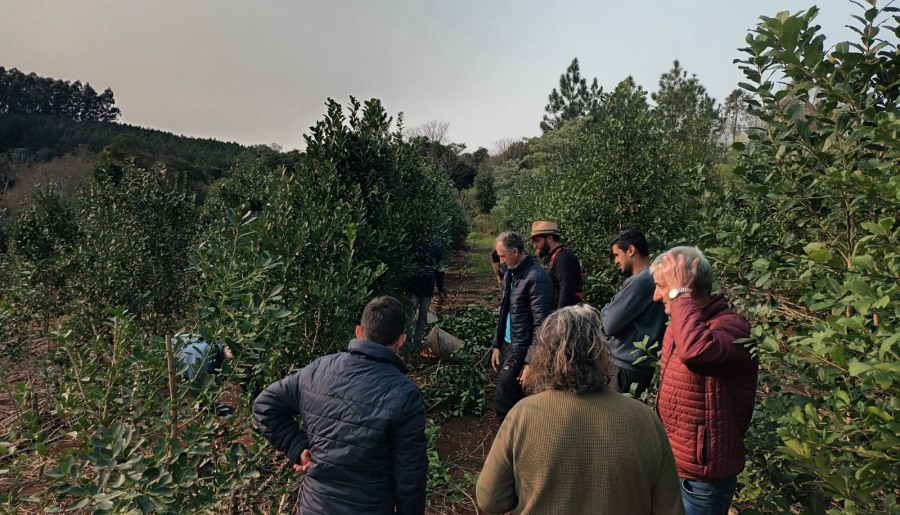 Manejo de planta y suelo en el yerbal de Auspizt de la localidad misionera de El Soberbio