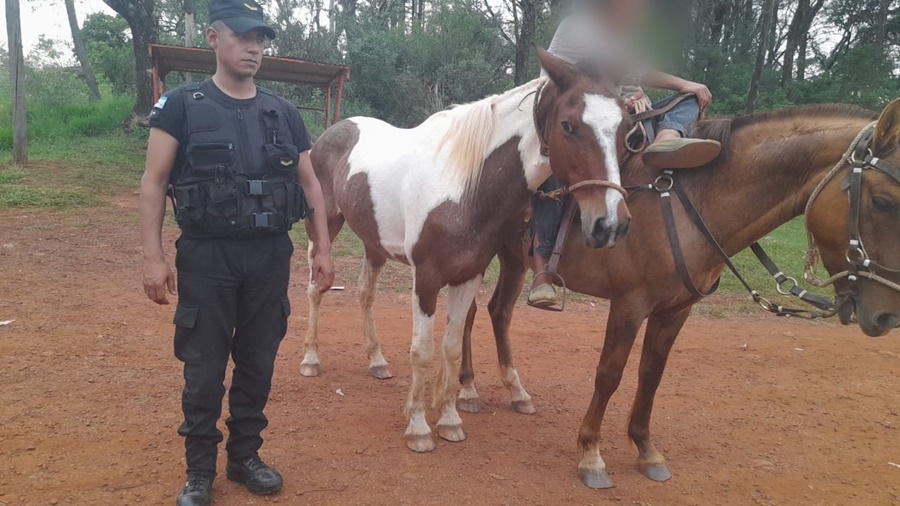 Misiones: Se recuperó dos caballos que fueran sustraídos en San José