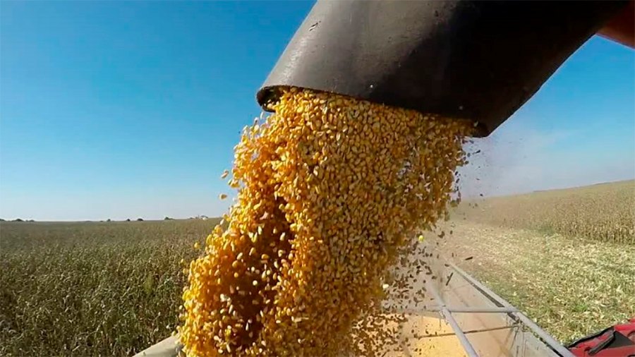 En los maíces tardíos de Córdoba se estiman un rendimiento inferior al 30% en comparación a los tempranos
