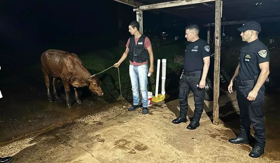 En operativos rurales, policías misioneros interceptaron una camioneta que transportaba un animal vacuno que fue robado minutos antes