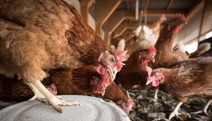 La gripe aviar se expande: Ya llegó a pavos y gallinas criados en patios de viviendas