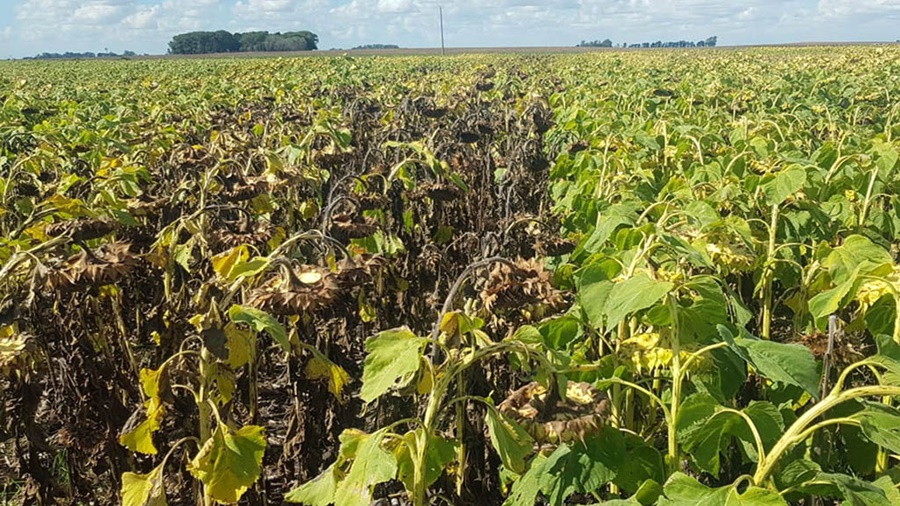 Cómo prevenirse del daño por Phomopsis, la enfermedad del girasol que ocasiona pérdidas de hasta el 50%