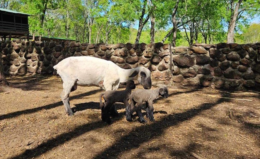 Sociedad Rural Ovina Caprina Equina y Porcina de Misiones: Agenda, cinco encuentros para comercializar ovinos este año
