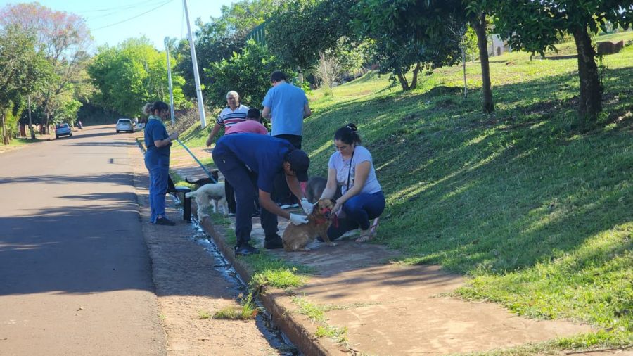 Apóstoles: Campaña de Vacunación Antirrábica en los distintos barrios de la ciudad, fue organizada por el Departamento de Bromatología y Control Sanitario Municipal junto a la Universidad del Salvador