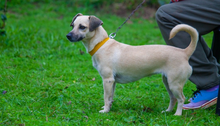 El Instituto Municipal de Sanidad Animal refuerza operativos en los barrios posadeños