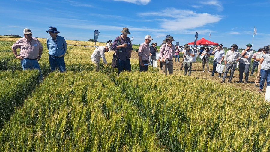 Variedades de trigos para todos los segmentos con una genética que combina rindes y calidad