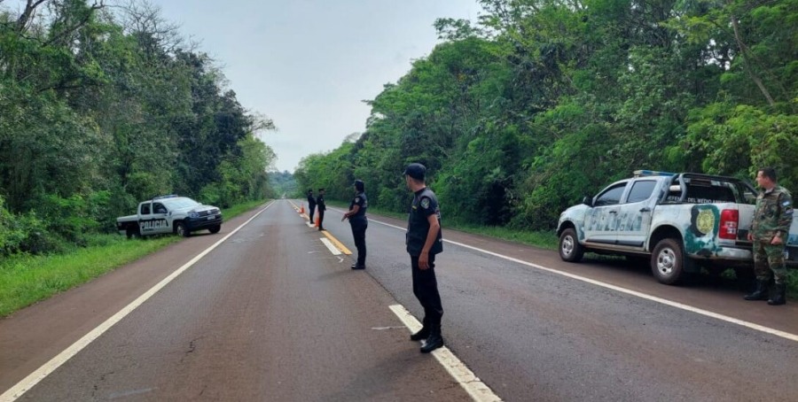 Misiones: Amplio operativo policial para dar con el conductor que mató a la yaguareté, el Gobierno Provincial ofrece una recompensa de dos millones de pesos
