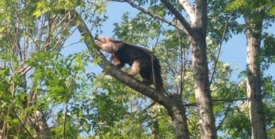 Rescatistas de la Policía de Misiones resguardaron a un oso hormiguero atrapado en la copa de un árbol
