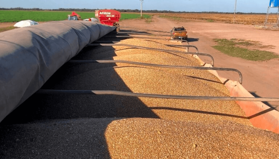 El trigo enciende esperanzas: La cosecha comenzó con el mayor movimiento de camiones en 7 años