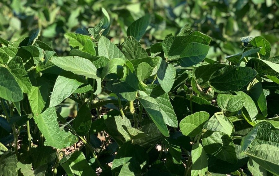 Soja: Un retorno económico de 5 a 1 de la mano de la bioestimulación y la nutrición