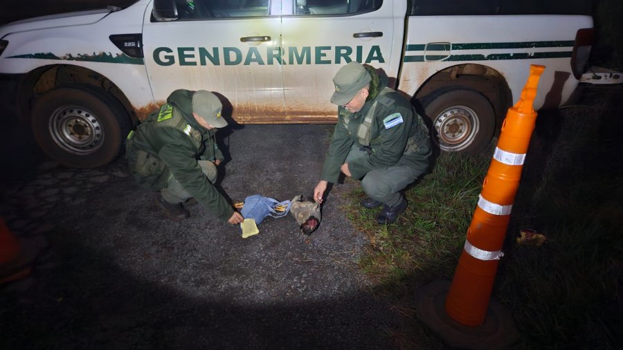 Dos gallos utilizados para riña fueron rescatados por Gendarmería Nacional: Eran trasladados por dos personas a bordo de una motocicleta