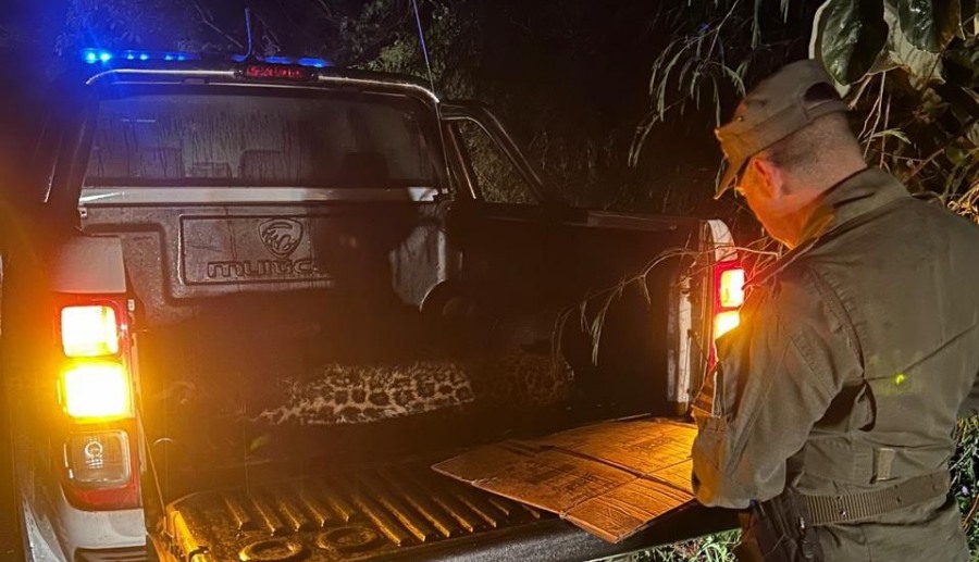 El Gobierno de Misiones multó por 20 millones de pesos a la empresa de turismo responsable del atropellamiento y la muerte de una yaguareté