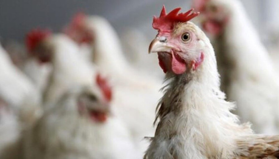 Alerta nacional: Por primera vez se detectaron casos de gripe aviar en Argentina