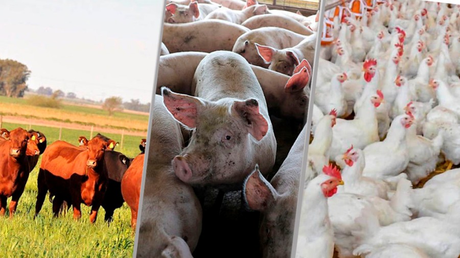 Nuevo mercado para exportar carne aviar, porcina y productos de carne bovina argentina: Se trata del cuarto destino de exportación en el sudeste asiático, con compras que rondan los 350 millones de dólares anuales