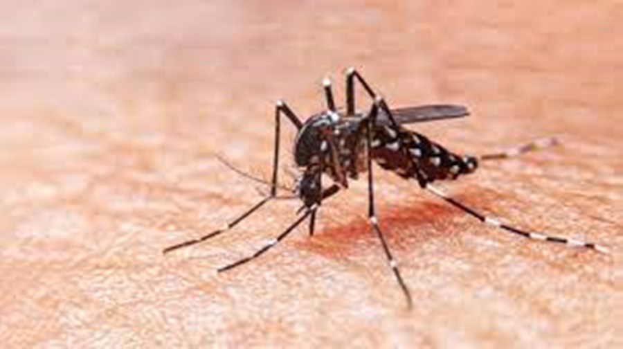 Dengue: Qué hacer ante la aparición de síntomas