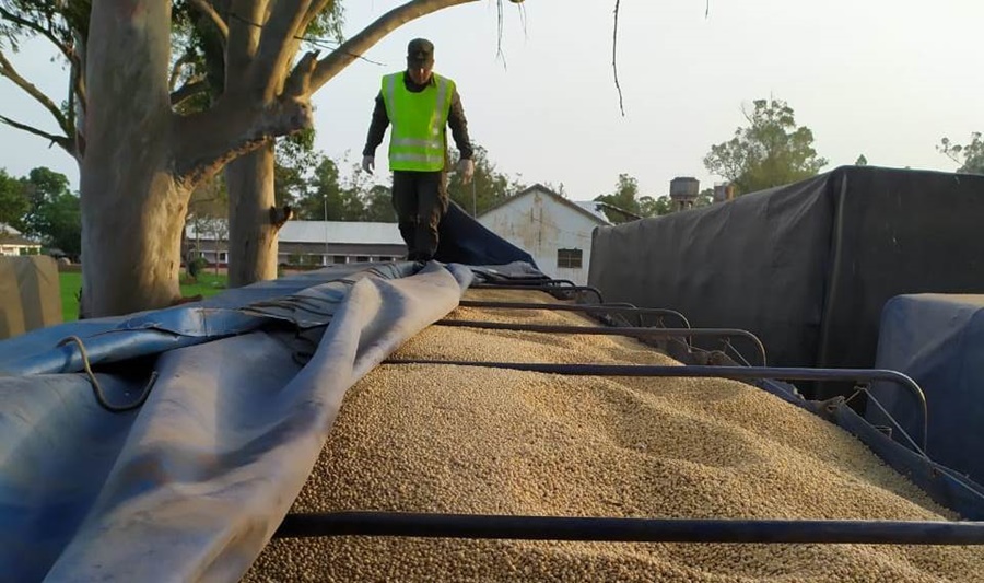 Personal de Gendarmería Nacional Argentina procedió al secuestró 1.138 toneladas de granos, que fueron producto de sucesivos procedimientos durante el fin de semana