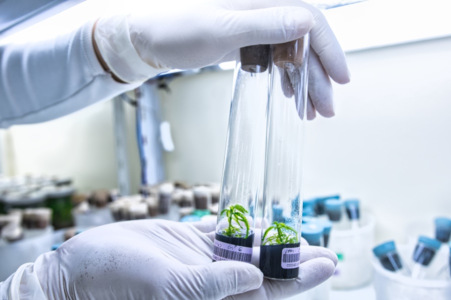 Biofábrica Misiones: 17 años desarrollando biotecnología para el agro