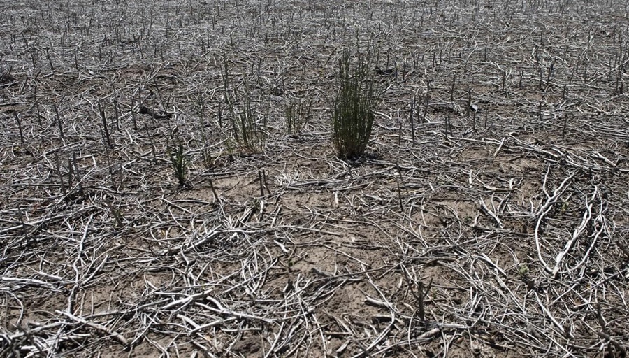 Campesinos de Formosa reclaman ayuda ante la “tragedia de la sequía”