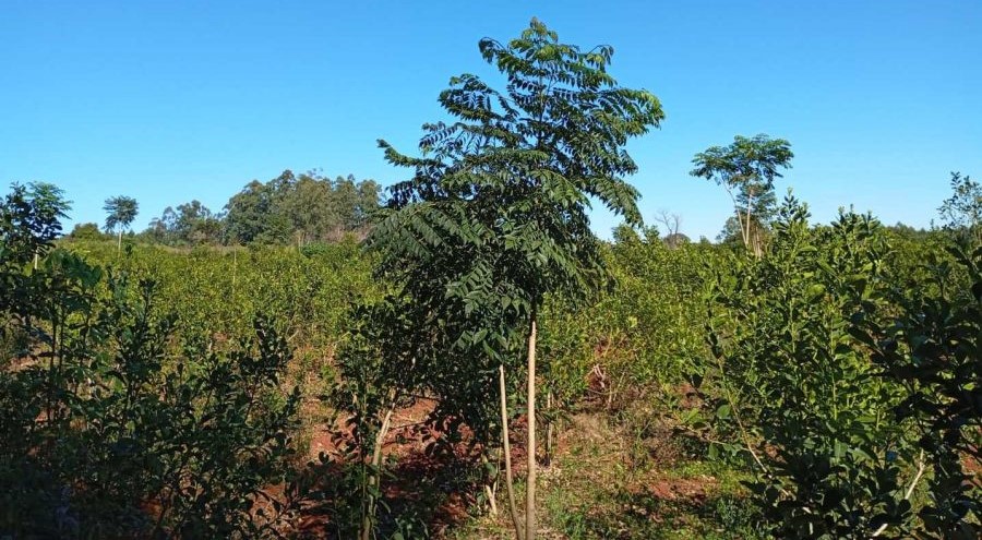 El INYM continúa con la incorporación de árboles nativos en el cultivo de yerba mate