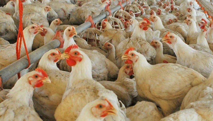 En Entre Ríos, los pollos parrilleros hacen volar alto al agregado de valor