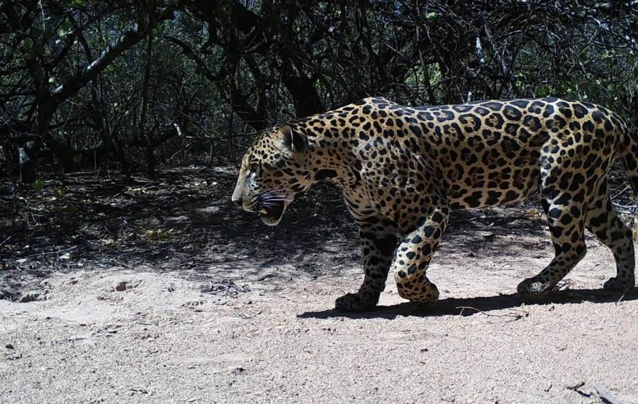 Lanzan una votación ciudadana para elegir el nombre del yaguareté registrado en la Reserva Natural Formosa