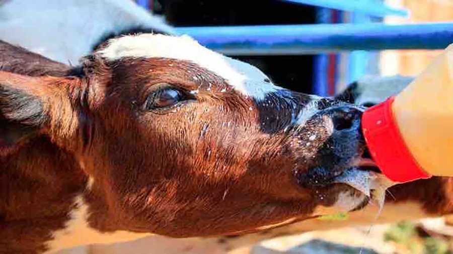 El Coronavirus es una causa importante de neumonía en terneras