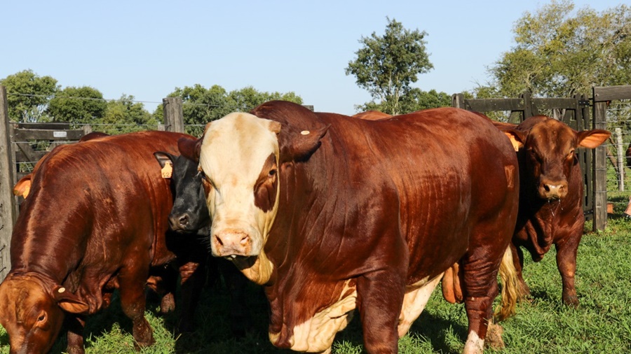 Misiones: El próximo lunes 18 de Marzo inicia la primera campaña de vacunación contra la fiebre aftosa 2024 en la provincia