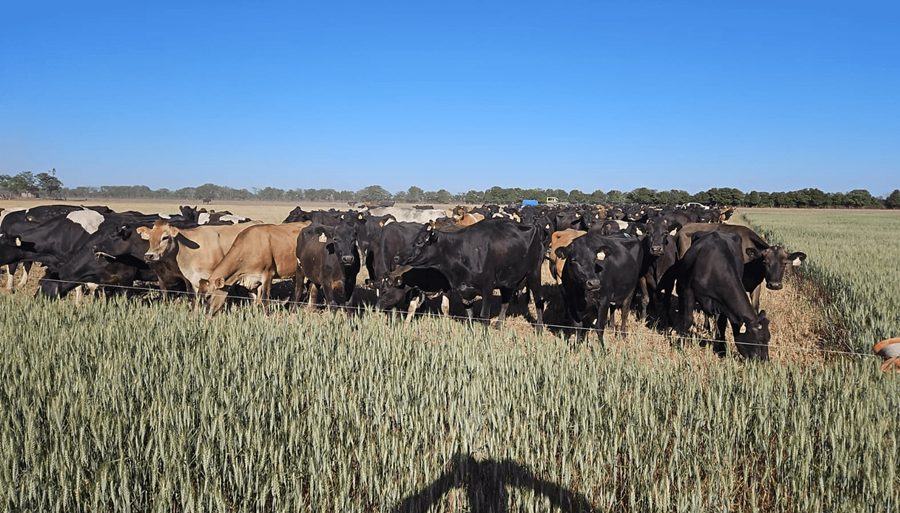 La sequía “eterna” enciende todas las alarmas: Afirman que ya está haciendo “estragos” en el trigo