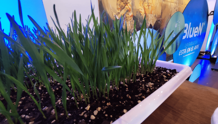 Nitrógeno “verde”: La soja y el maíz se preparan para salir a los lotes con un nuevo fertilizante natural