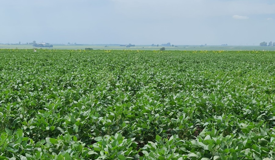 La fertilización foliar como herramienta para mitigar el estrés de las plantas