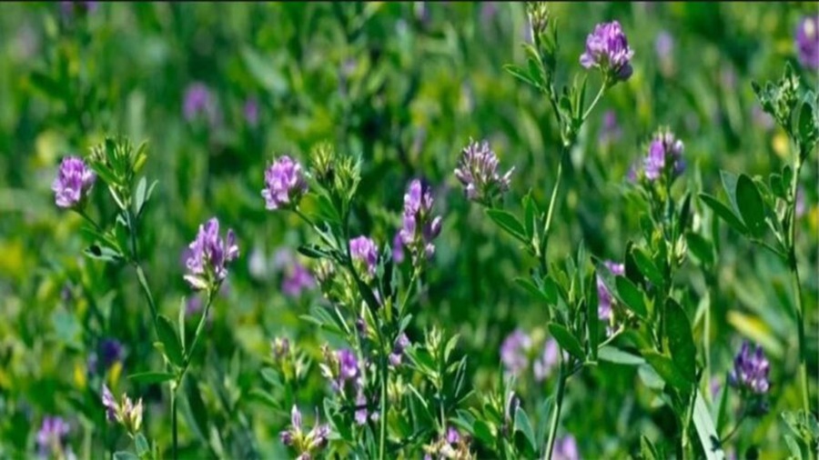 Advierten que pueden faltar semillas de alfalfa para la recomposición forrajera después de la seca