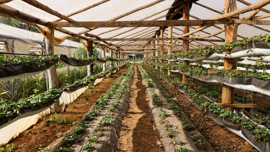 Producción de frutilla en Misiones: Una alternativa económica lideradas por mujeres rurales