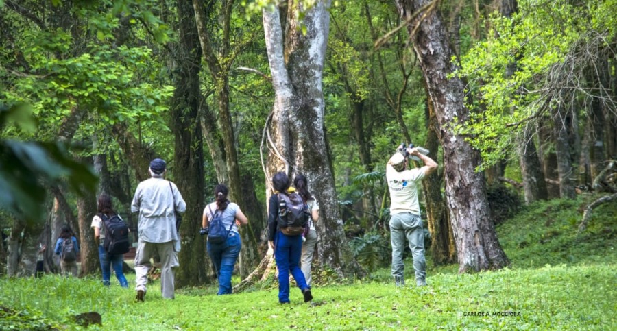 Más de setenta aves registradas en avistaje realizado en las Misiones Jesuíticas de Loreto, con la asistencia de una veintena de participantes