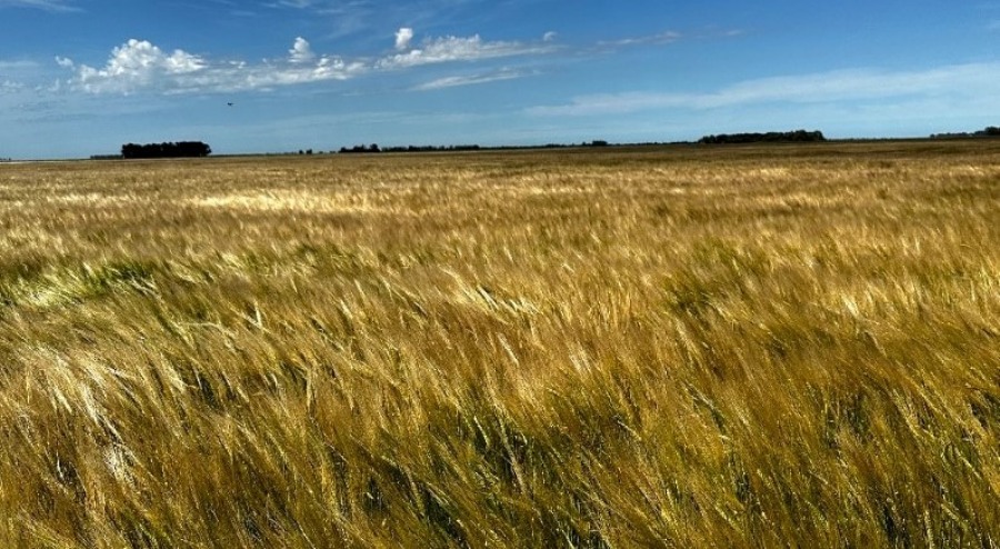 Desarrollan recomendación para incrementar rindes en la actual campaña triguera: Expertos en agronomía de Yara promueven una serie de prácticas orientadas a maximizar la productividad de los cultivos de invierno
