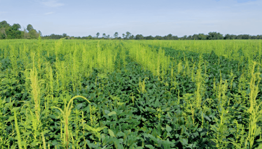 Amaranthus, la súper maleza: Un estudio en toda América reveló una “alarmante” resistencia a herbicidas