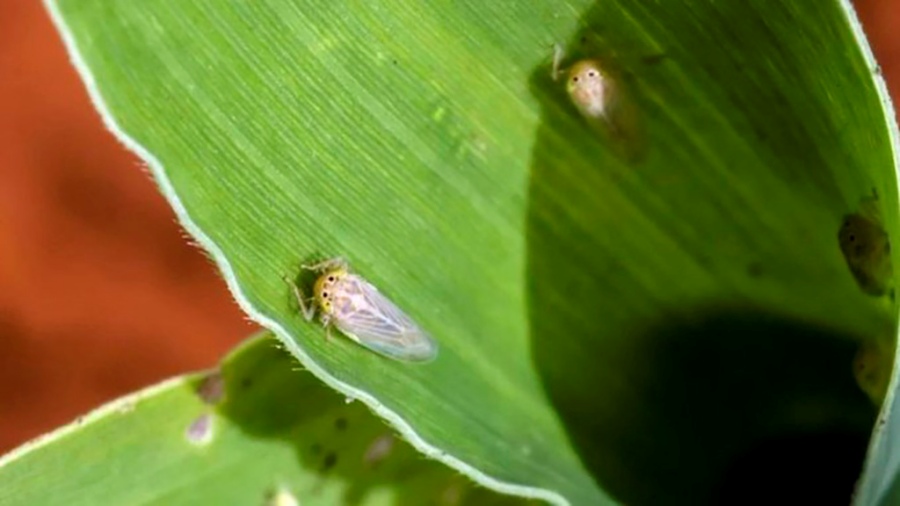 Secuencian el genoma de la chicharrita del maíz